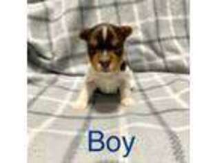 Yorkshire Terrier Puppy for sale in Buckeye, AZ, USA