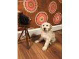 Goldendoodle Puppy for sale in Bellmore, NY, USA