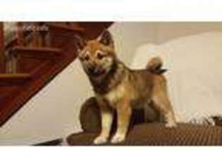 Shiba Inu Puppy for sale in East Earl, PA, USA