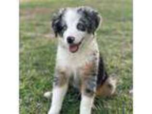 Australian Shepherd Puppy for sale in Tolar, TX, USA