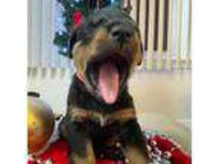 Rottweiler Puppy for sale in Boardman, OH, USA