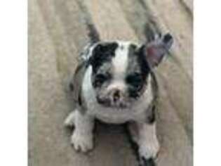 French Bulldog Puppy for sale in Surprise, AZ, USA