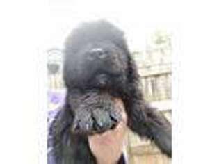 Newfoundland Puppy for sale in Baltimore, MD, USA