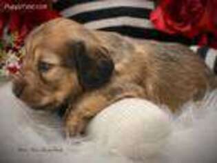 Dachshund Puppy for sale in Elizabethtown, NC, USA