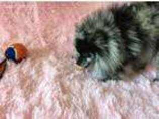Pomeranian Puppy for sale in Whiteville, TN, USA