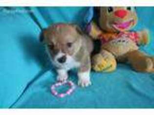 Pembroke Welsh Corgi Puppy for sale in Ethan, SD, USA