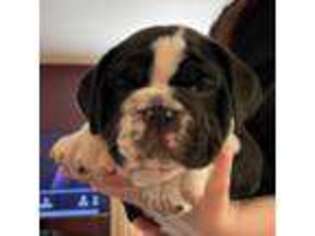 Bulldog Puppy for sale in Webster City, IA, USA