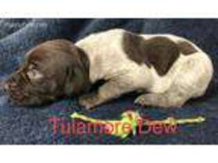 German Shorthaired Pointer Puppy for sale in Koshkonong, MO, USA