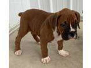 Boxer Puppy for sale in Champaign, IL, USA