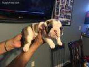 Bulldog Puppy for sale in Grandview, WA, USA
