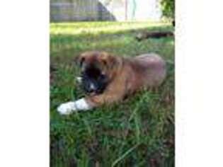 Akita Puppy for sale in Belleview, FL, USA
