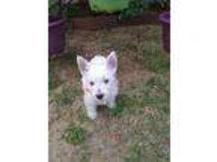 West Highland White Terrier Puppy for sale in Tavares, FL, USA