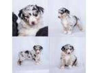 Miniature Australian Shepherd Puppy for sale in Stevensville, MT, USA