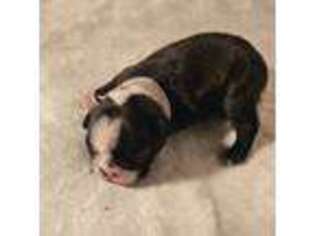 Boston Terrier Puppy for sale in Rapid City, SD, USA