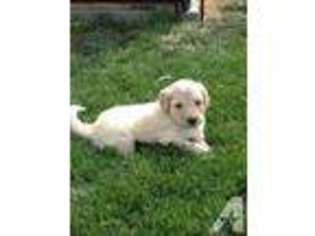 Labradoodle Puppy for sale in VERNAL, UT, USA