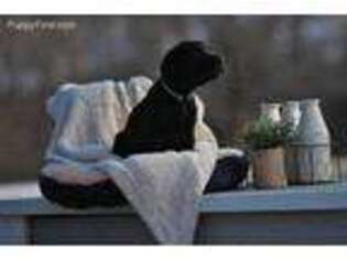 Labrador Retriever Puppy for sale in Mullica Hill, NJ, USA