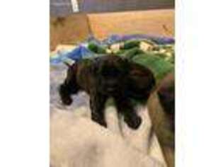 Mastiff Puppy for sale in Osceola, IN, USA