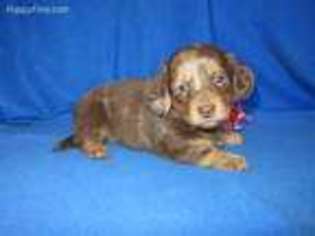 Dachshund Puppy for sale in Olpe, KS, USA
