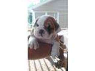 Bulldog Puppy for sale in Berwick, PA, USA