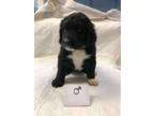 Mutt Puppy for sale in Morton, WA, USA
