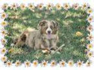 Australian Shepherd Puppy for sale in STATESVILLE, NC, USA