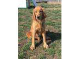 Irish Setter Puppy for sale in Columbia, KY, USA