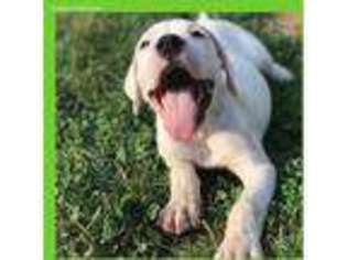 Dogo Argentino Puppy for sale in Chattanooga, TN, USA