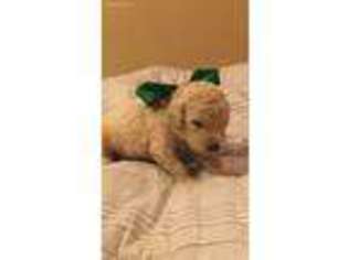 Goldendoodle Puppy for sale in Moses Lake, WA, USA
