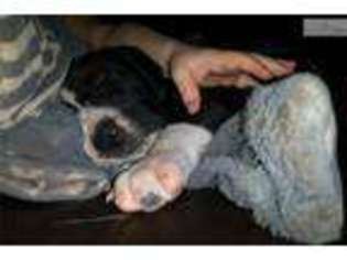 Great Dane Puppy for sale in Wichita Falls, TX, USA