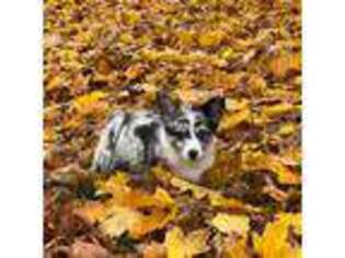 Pembroke Welsh Corgi Puppy for sale in Floyd, VA, USA