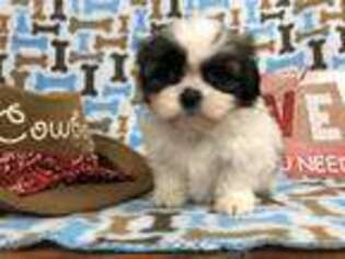 Mutt Puppy for sale in Selmer, TN, USA