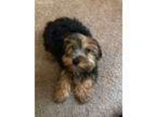 Yorkshire Terrier Puppy for sale in Bluefield, VA, USA