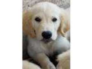 Golden Retriever Puppy for sale in Rockwall, TX, USA