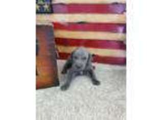 Weimaraner Puppy for sale in Purdy, MO, USA