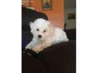 Maltese Puppy for sale in Union City, CA, USA