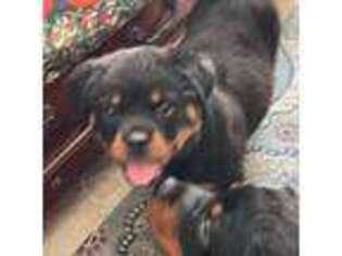 Rottweiler Puppy for sale in Muskegon, MI, USA