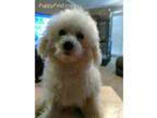 Bichon Frise Puppy for sale in Columbia, SC, USA