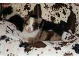Miniature Australian Shepherd Puppy for sale in Hernando, FL, USA