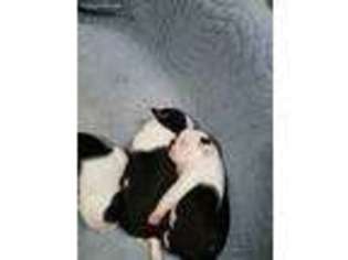 Boston Terrier Puppy for sale in La Verne, CA, USA