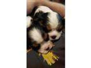 Cavalier King Charles Spaniel Puppy for sale in Saugatuck, MI, USA