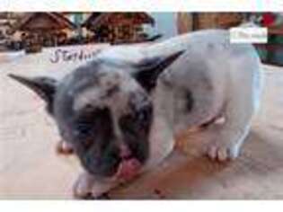 French Bulldog Puppy for sale in Pueblo, CO, USA