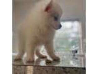 Pomeranian Puppy for sale in Largo, FL, USA