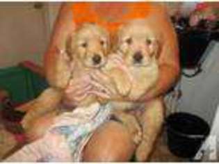 Golden Retriever Puppy for sale in CHANNELVIEW, TX, USA