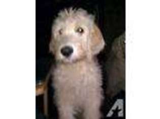 Labradoodle Puppy for sale in MYRTLE BEACH, SC, USA