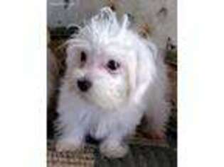 Maltese Puppy for sale in Weaubleau, MO, USA