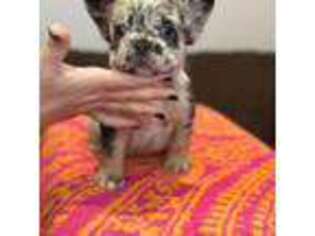 French Bulldog Puppy for sale in Georgetown, SC, USA