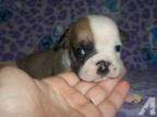 Bulldog Puppy for sale in BURRTON, KS, USA