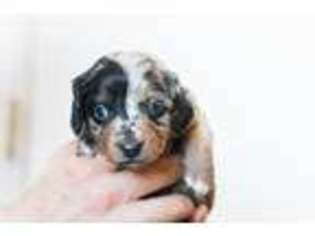 Dachshund Puppy for sale in Ames, IA, USA