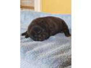 French Bulldog Puppy for sale in West Mansfield, OH, USA