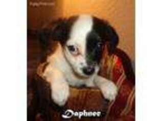 Chihuahua Puppy for sale in Wills Point, TX, USA